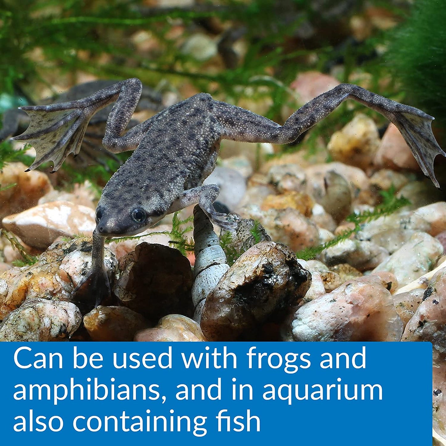 API Turtle Sludge Destroyer Breaks Down Organic Waste and Debris with Beneficial Bacteria [Pond Supplies] 40 oz (5 x 8 oz)