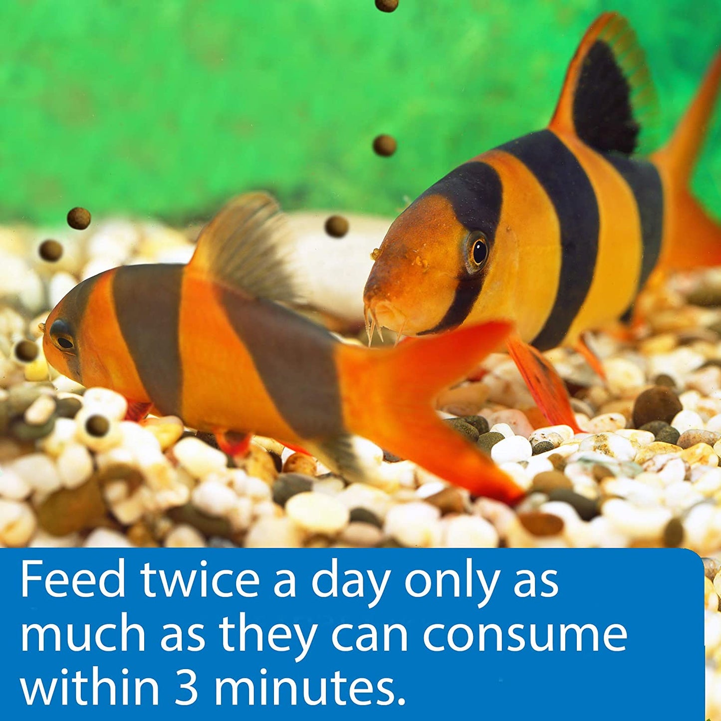 API Bottom Feeder Shrimp Pellets Sinking Pellets Fish Food [Aquarium Supplies for Aquarium] 1.5 oz