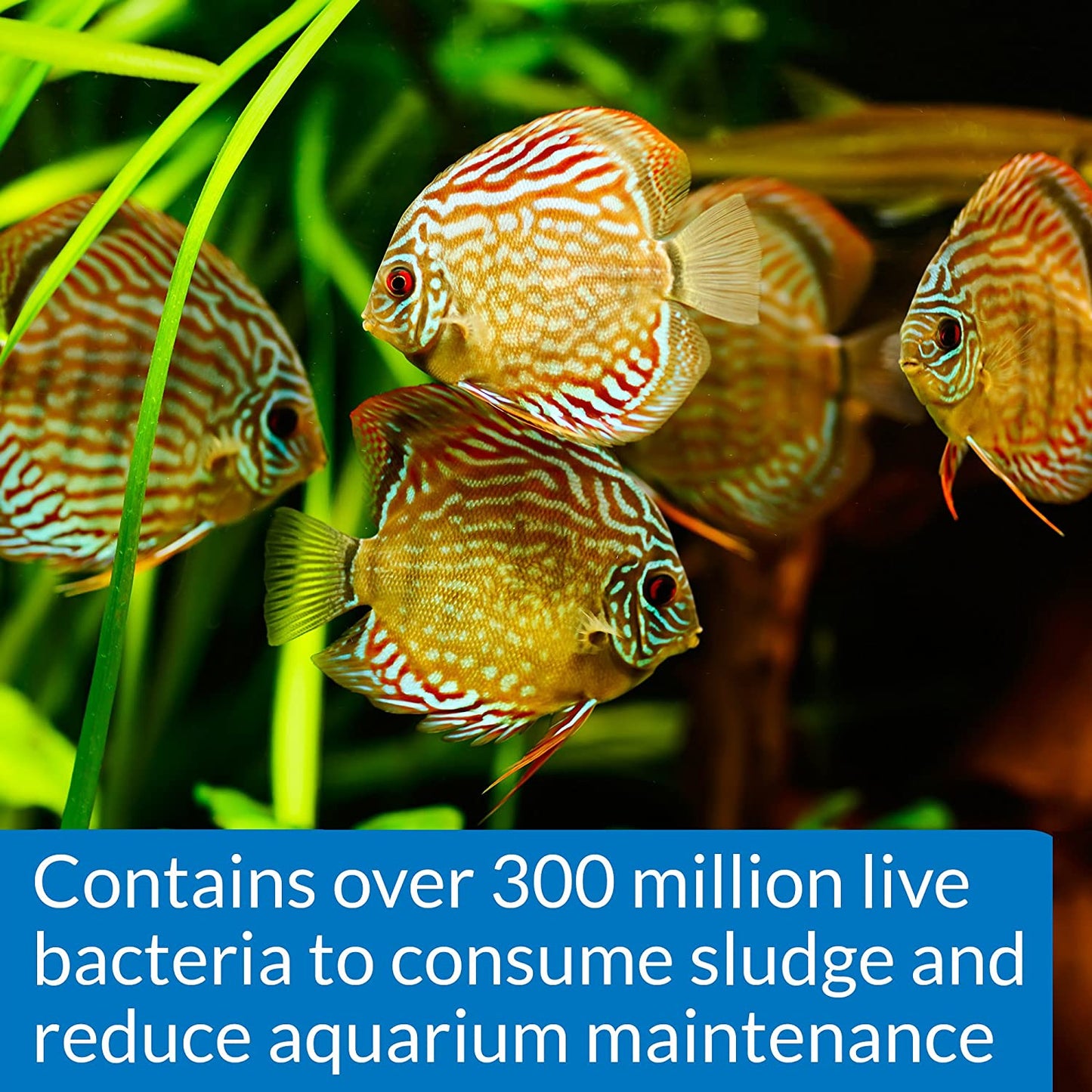 API Stress Zyme Plus Bio Filtration Booster [Aquarium Supplies] 32 oz